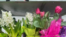 Brighten winter with indoor blooms by forcing spring bulbs to flower early